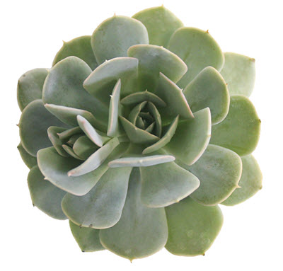 2" Echeveria Holy Gate